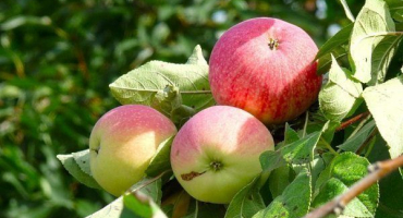 Nejlepší odrůdy jabloní pro pěstování na předměstí